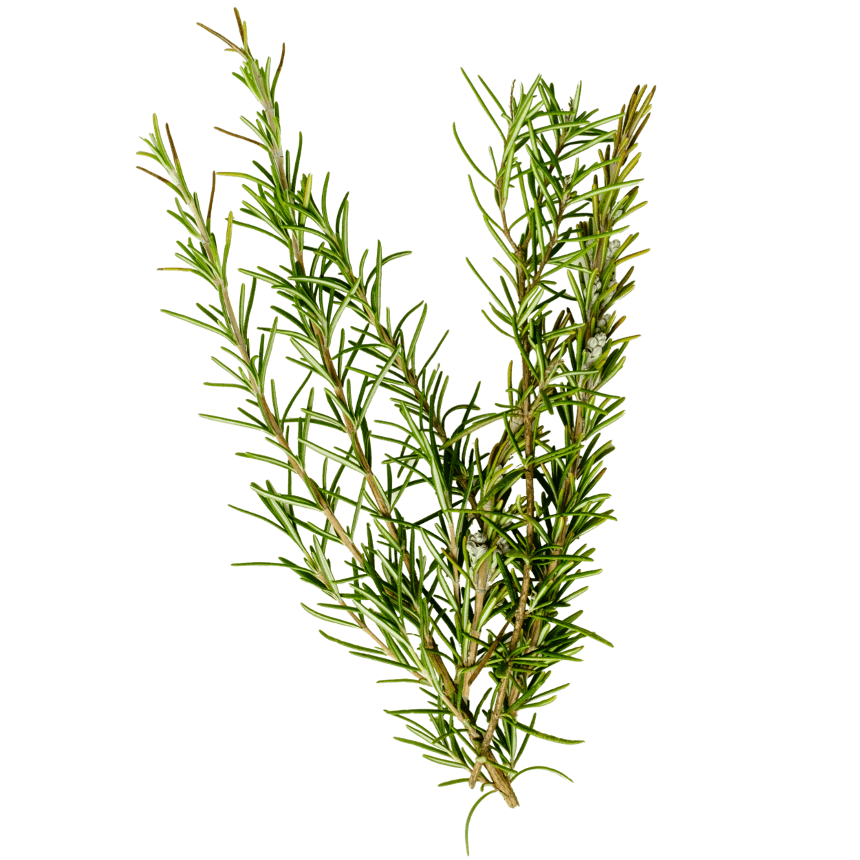 Fresh Rosemary 2 of 2