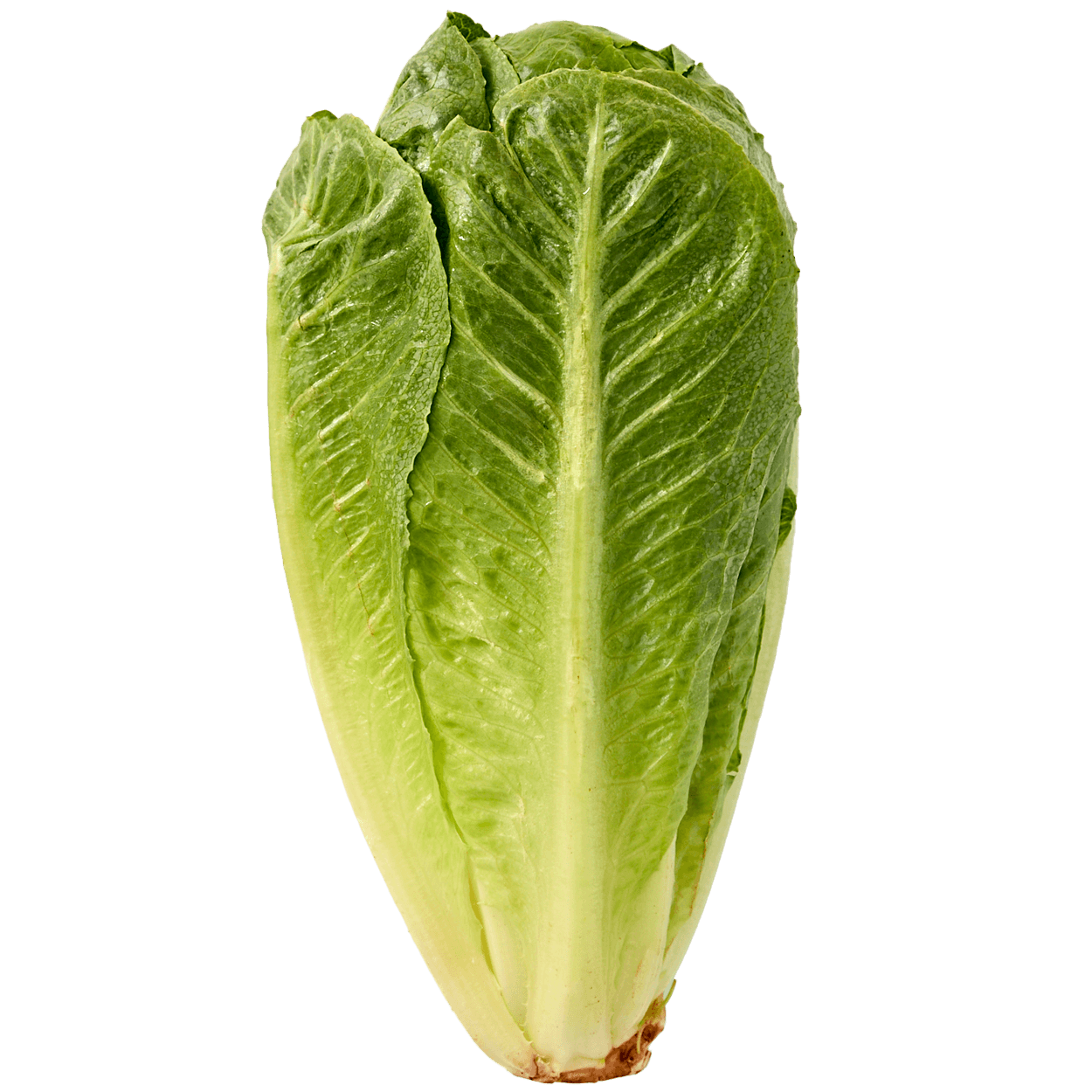Baby Romaine Lettuce 2 of 2