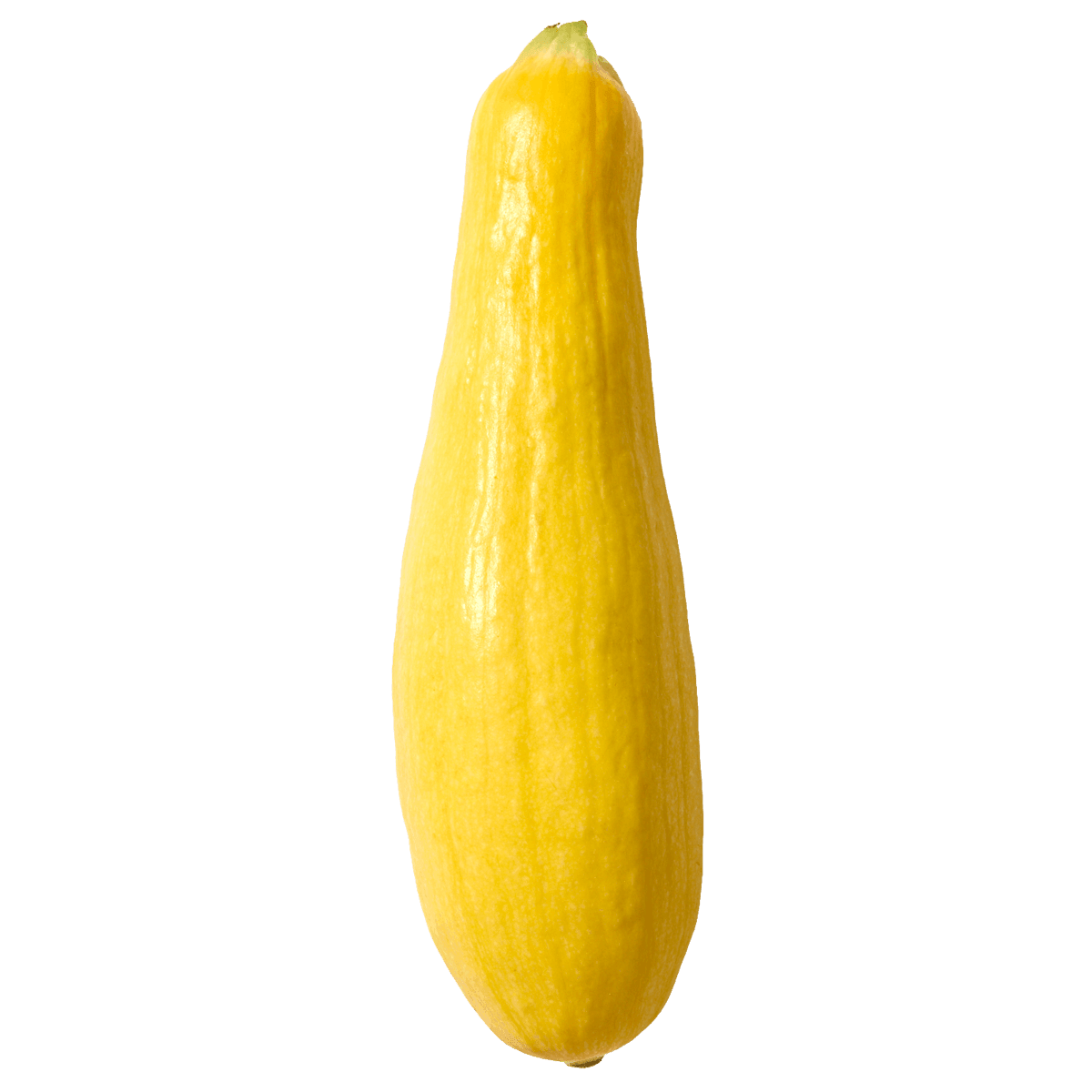 Yellow Squash 2 of 2