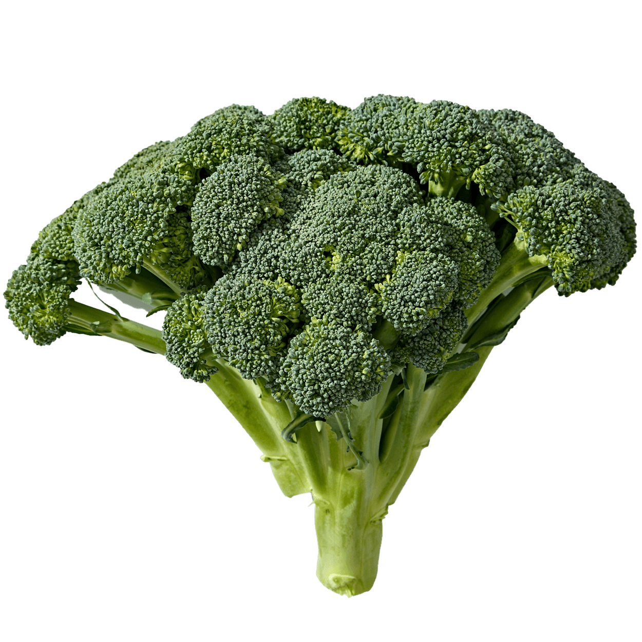 Organic Broccoli Bunches 2 of 2