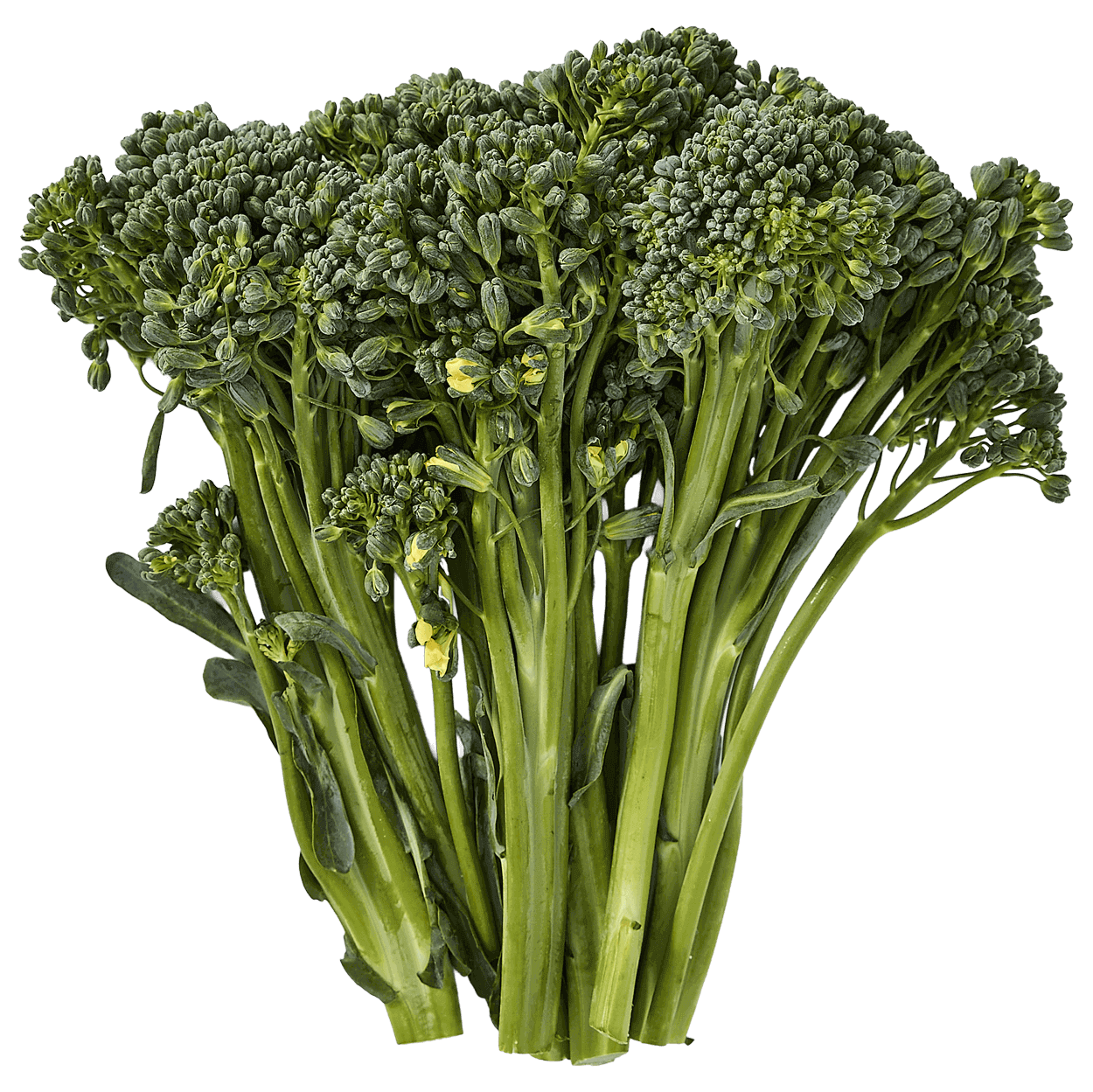 Sweet Baby Broccoli 2 of 2