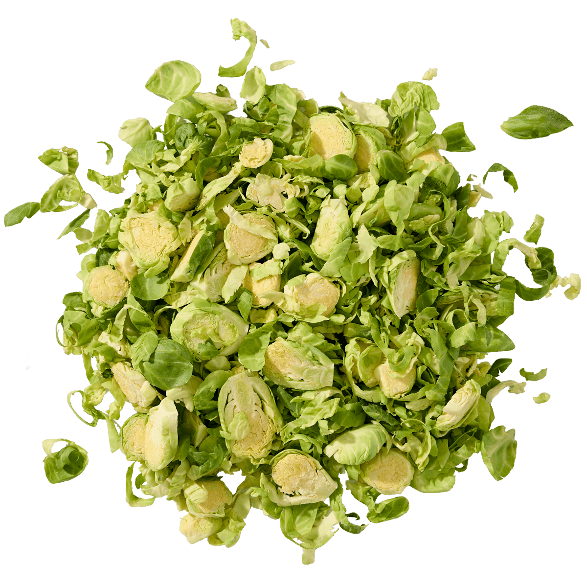 Shaved Brussels 2 of 2