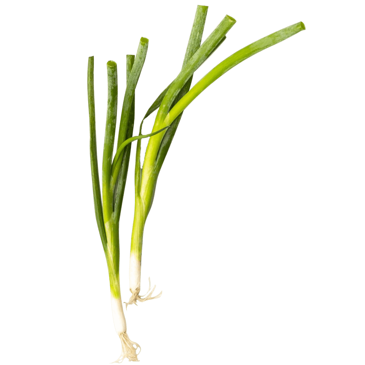 Fresh Scallions 2 of 2